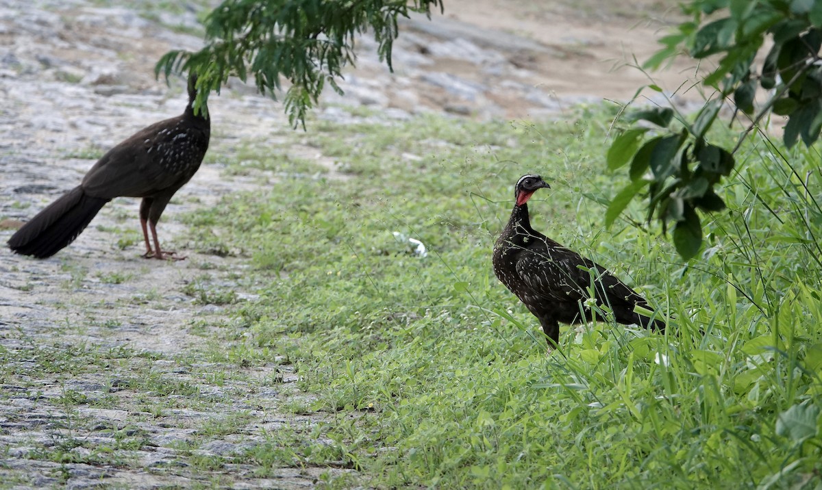 White-browed Guan - ML637800171