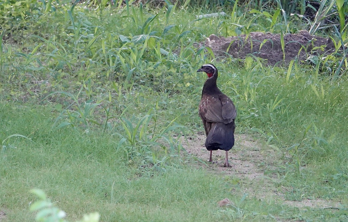 White-browed Guan - ML637800181