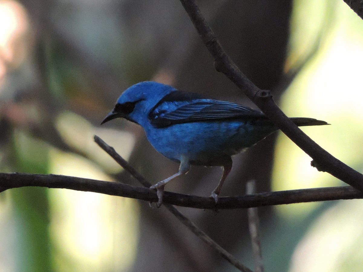 Blue Dacnis - ML637800183