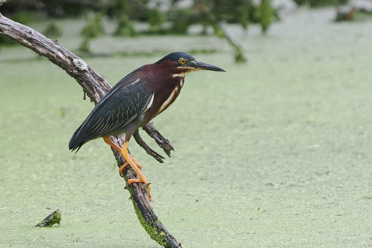 Green Heron - ML637800190