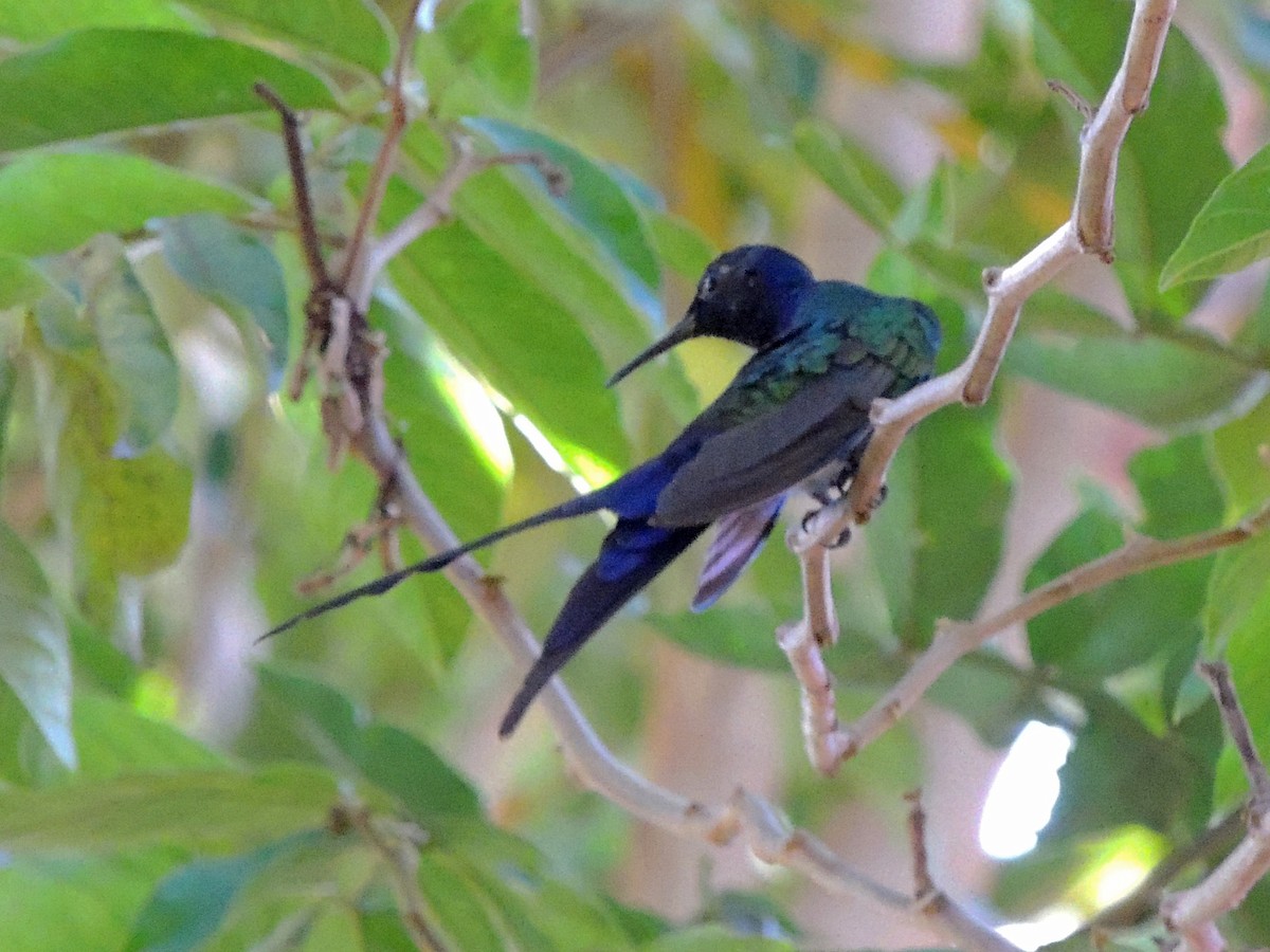 Swallow-tailed Hummingbird - ML637800212