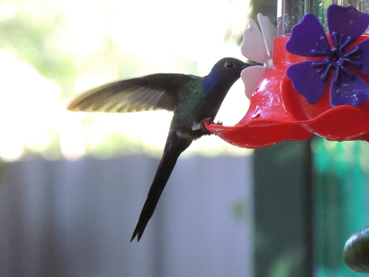 Swallow-tailed Hummingbird - ML637800214