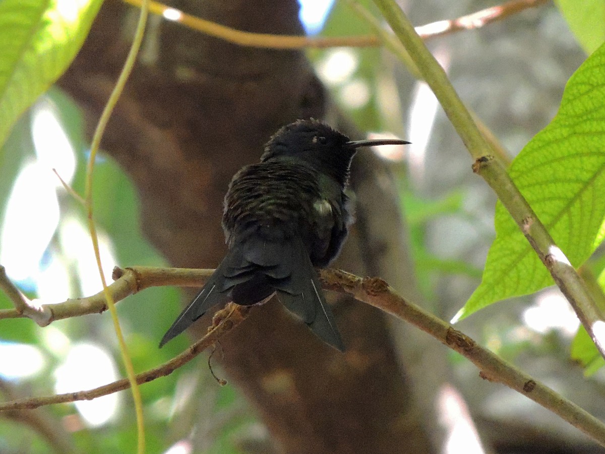 Swallow-tailed Hummingbird - ML637800216