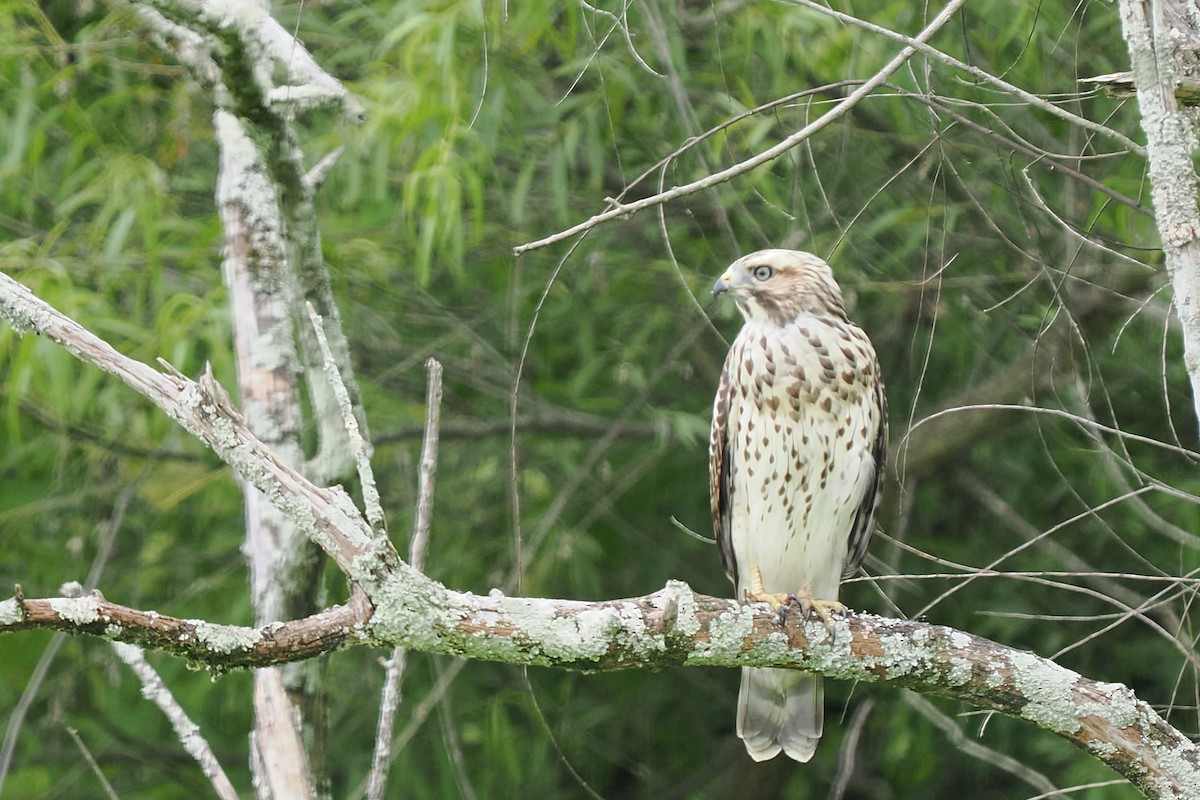 Red-shouldered Hawk - ML637800229