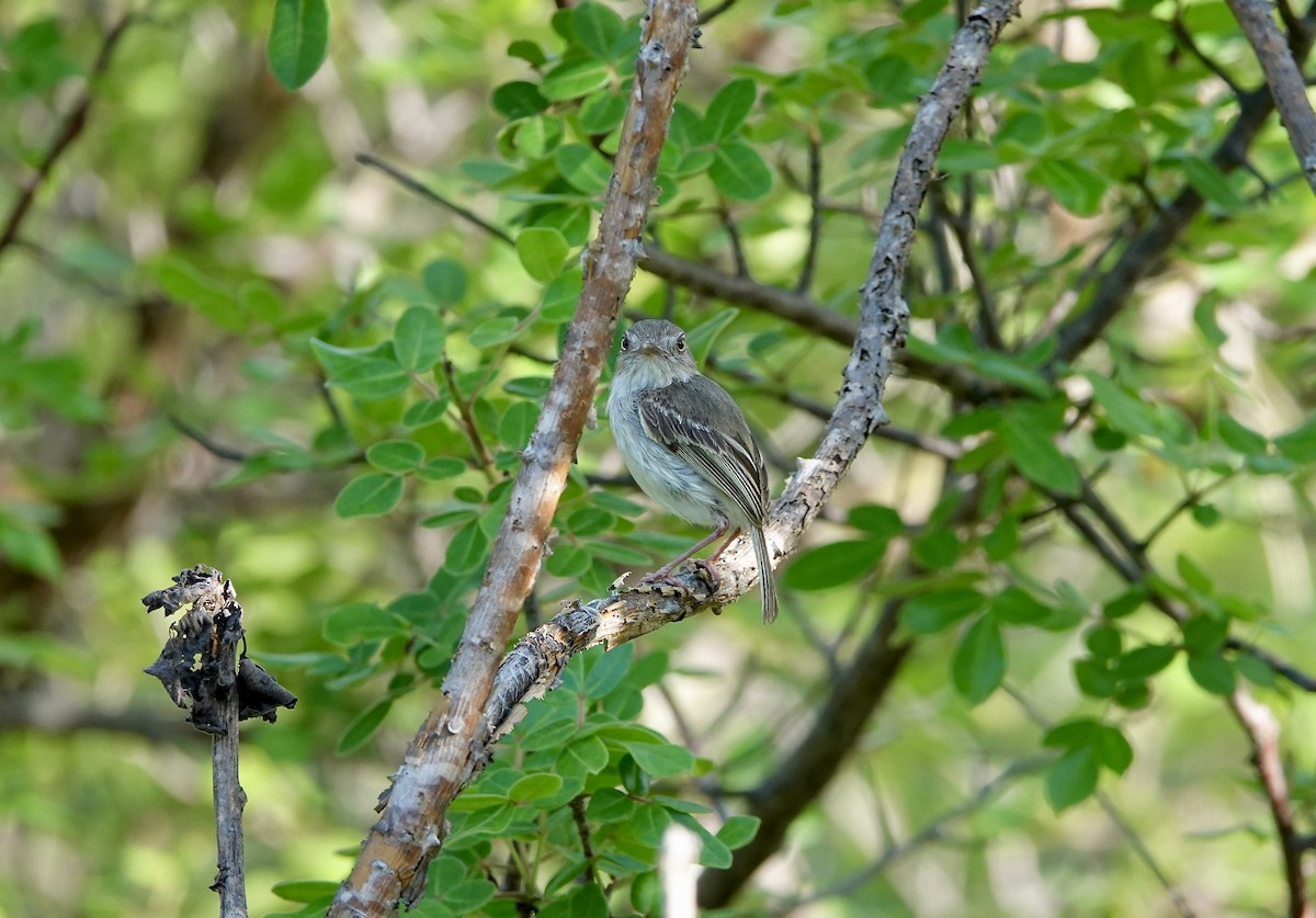 Pearly-vented Tody-Tyrant - ML637800249