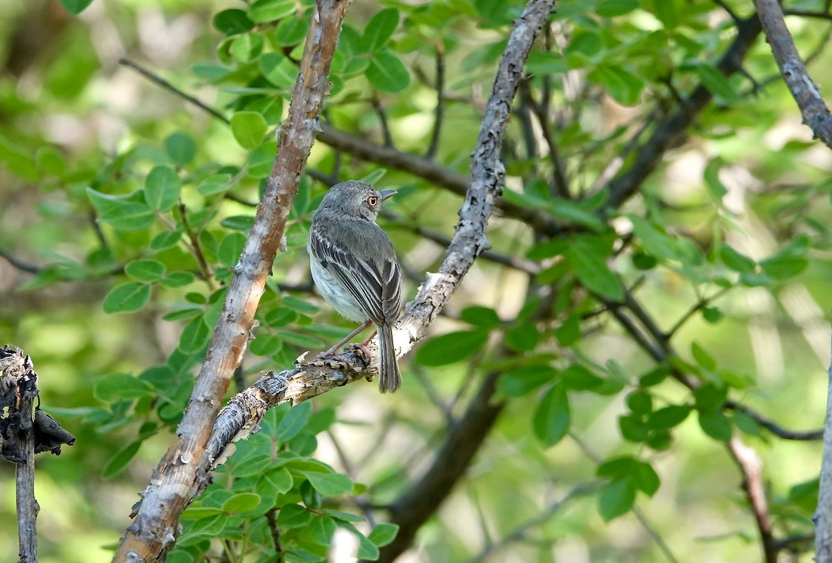 Pearly-vented Tody-Tyrant - ML637800251