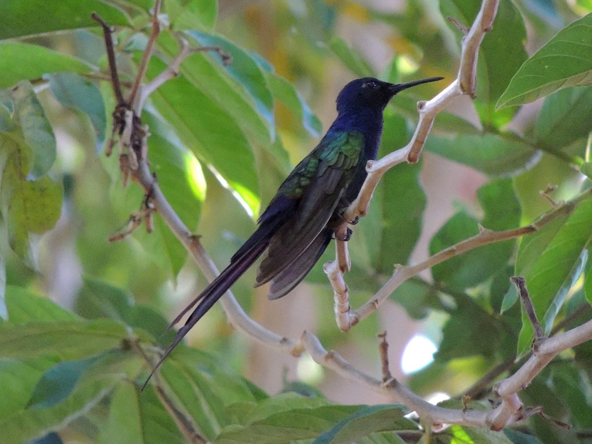 Swallow-tailed Hummingbird - ML637800329