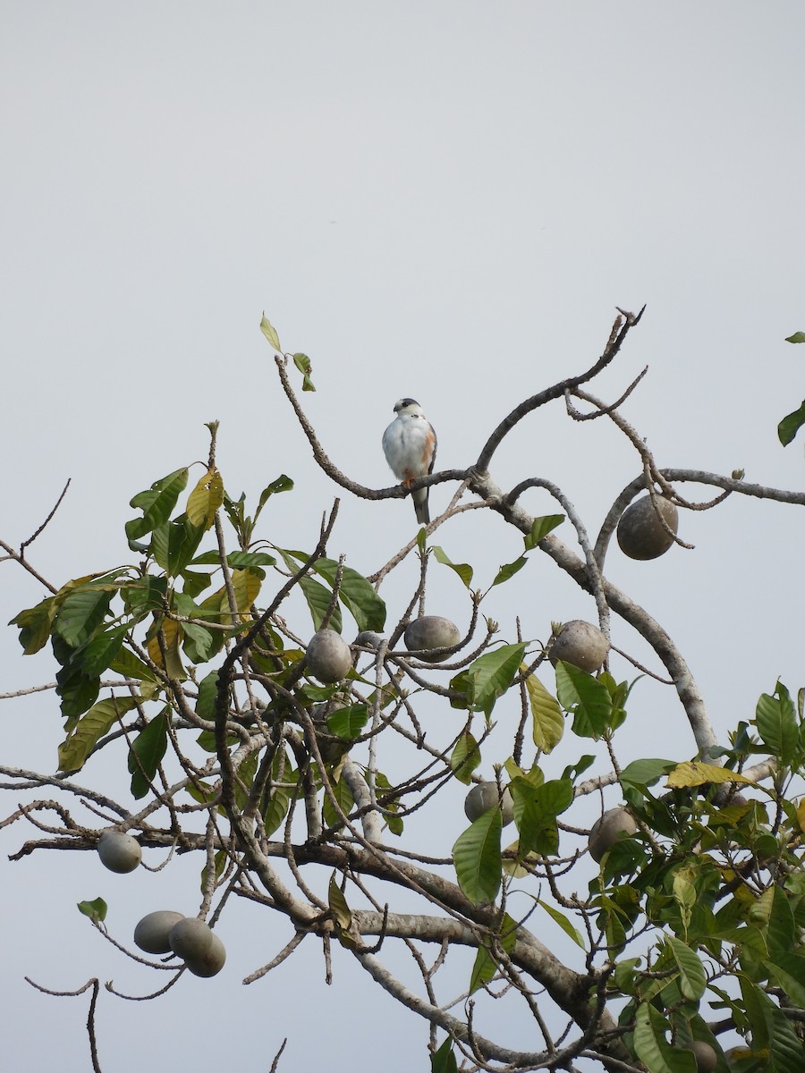 Pearl Kite - ML637800363