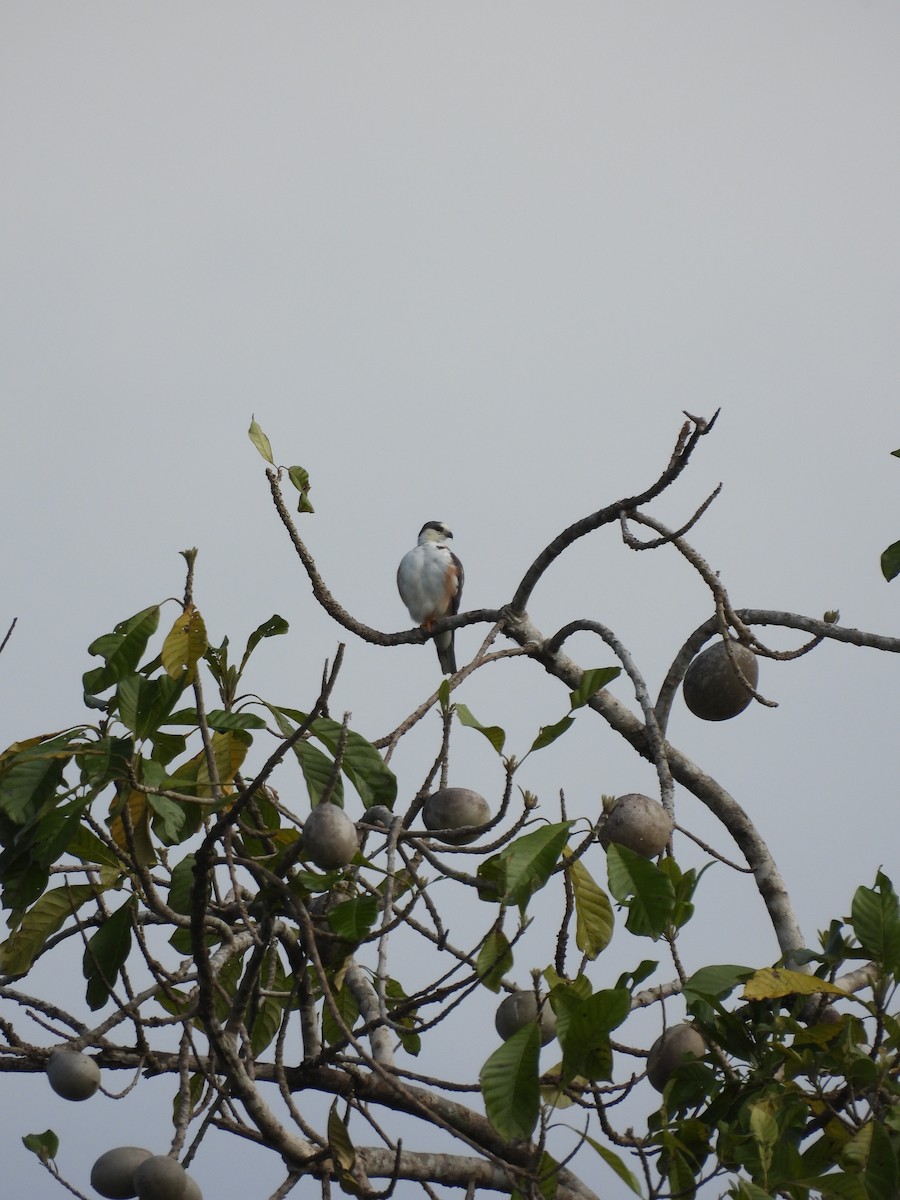 Pearl Kite - ML637800370