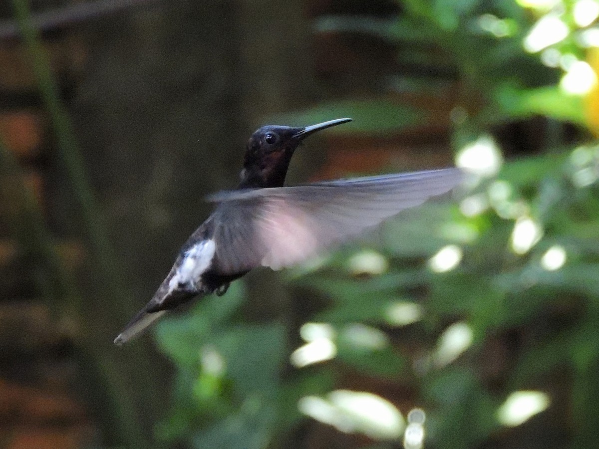 Black Jacobin - ML637800373