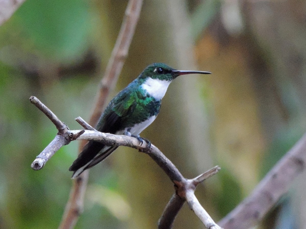 White-throated Hummingbird - ML637800388