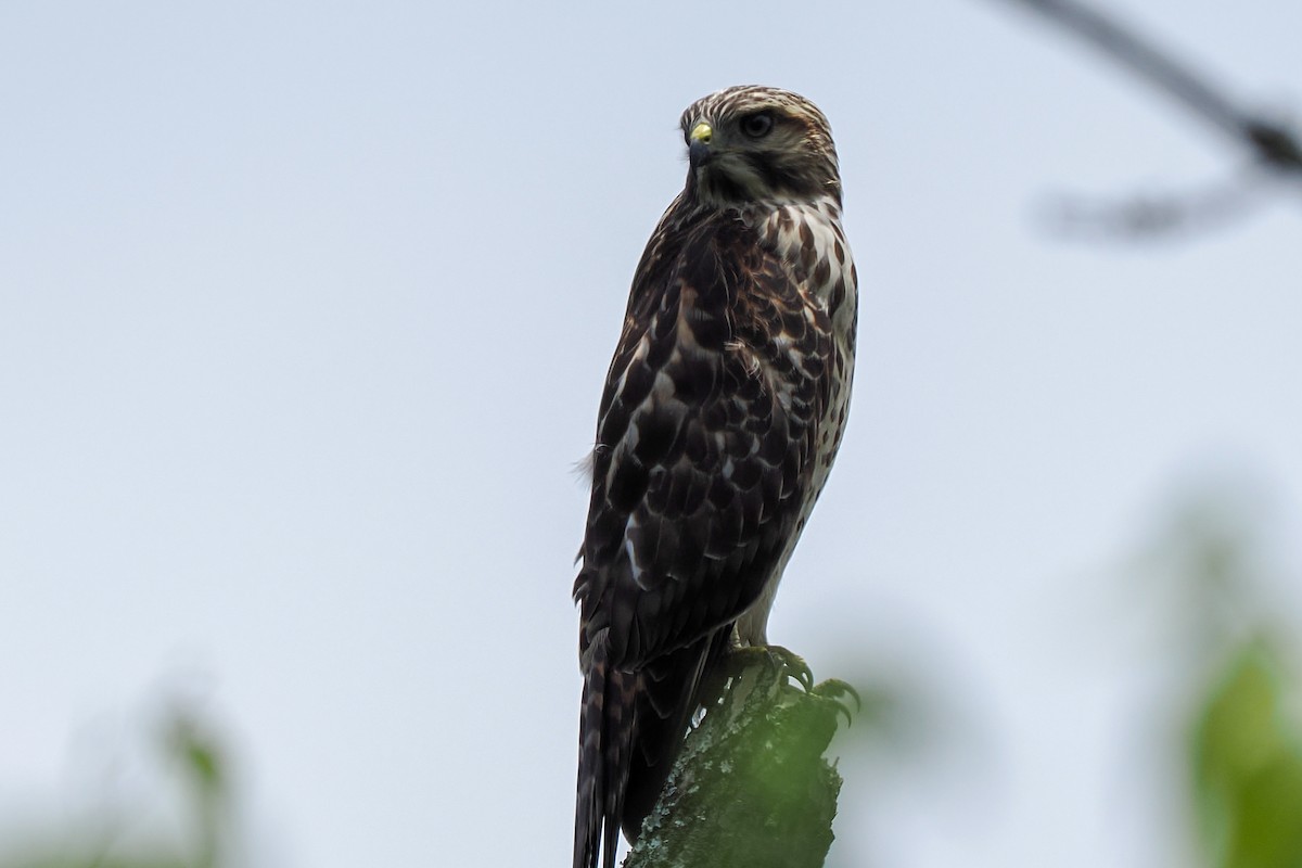 Red-shouldered Hawk - ML637800412