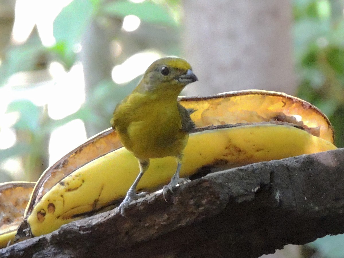 Violaceous Euphonia - ML637800437