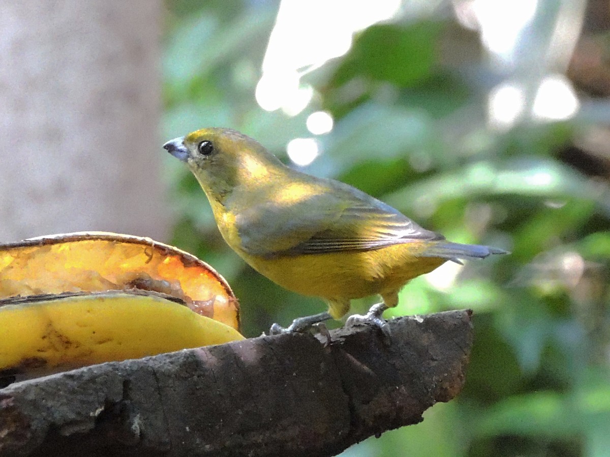 Violaceous Euphonia - ML637800439