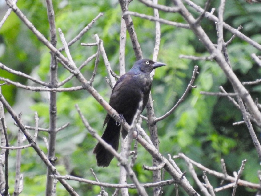 Common Grackle - ML637800449