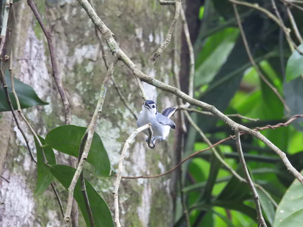 White-browed Gnatcatcher - ML637800524