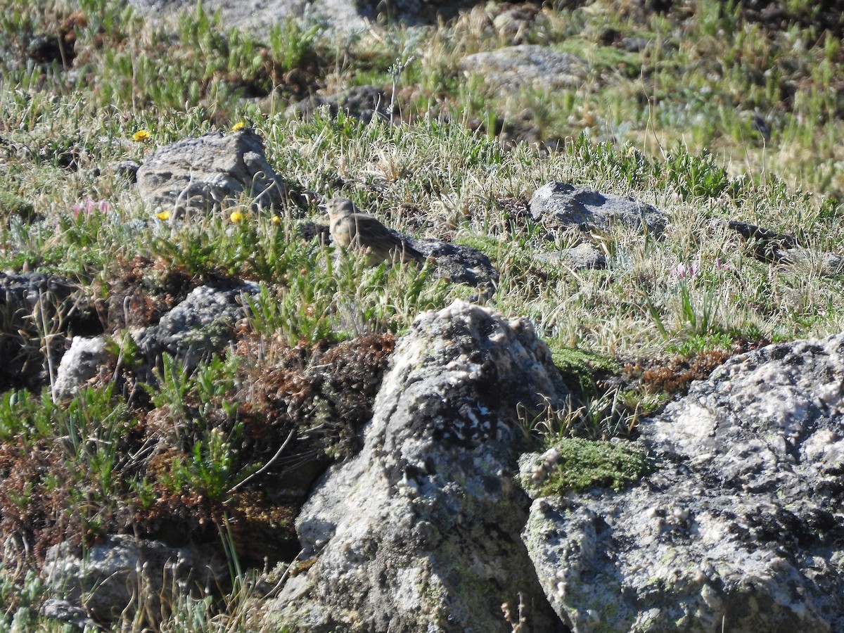 American Pipit - ML637800579