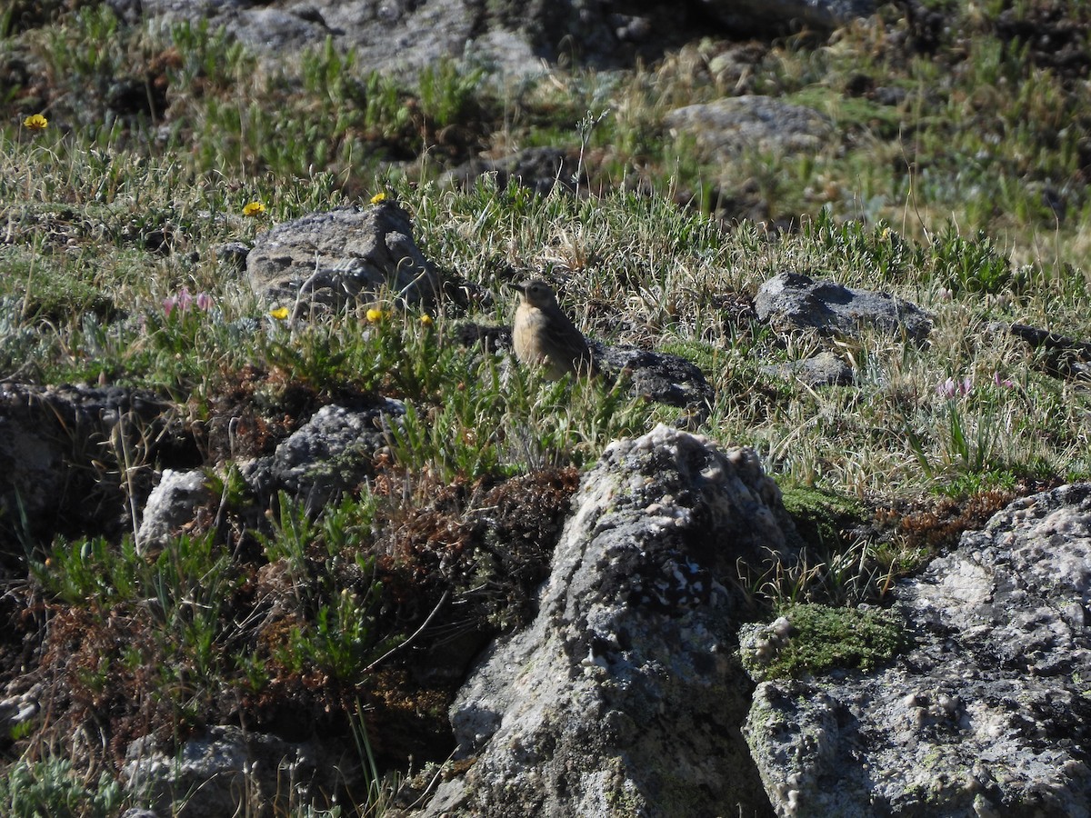 American Pipit - ML637800581
