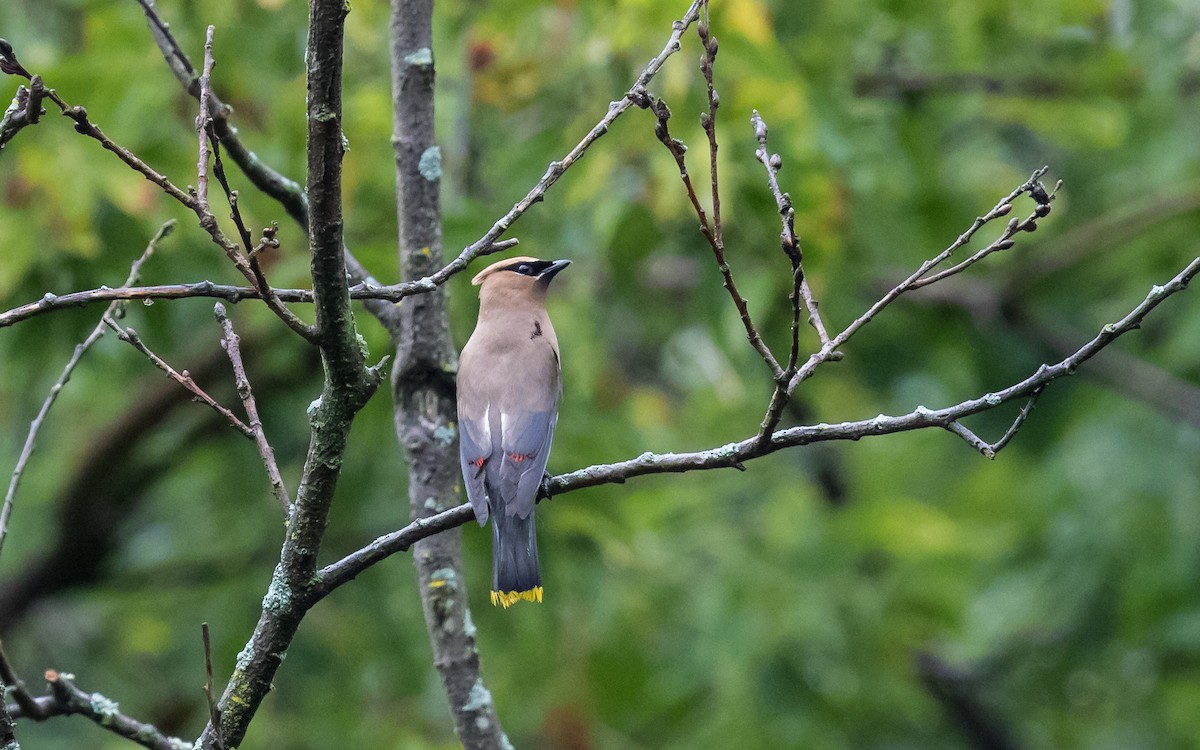 Cedar Waxwing - ML637800614