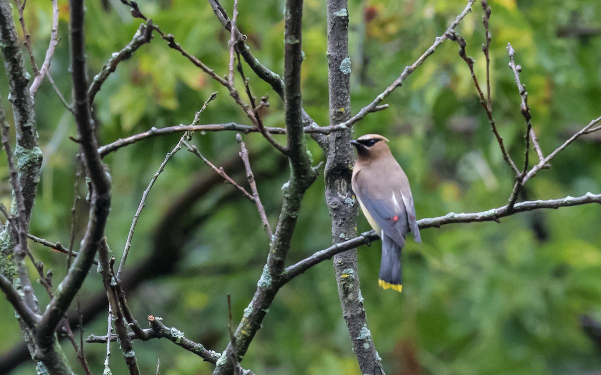 Cedar Waxwing - ML637800615