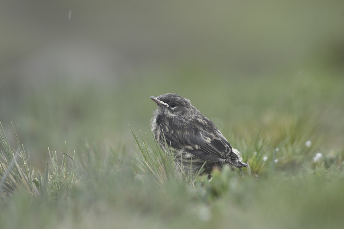 Yellow-rumped Warbler (Goldman's) - ML637800617