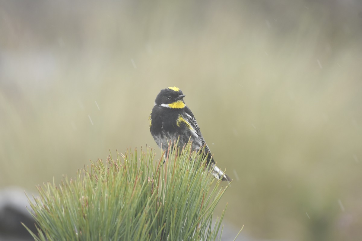 Yellow-rumped Warbler (Goldman's) - ML637800618