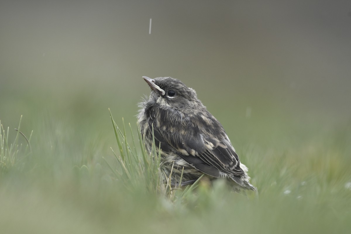 Yellow-rumped Warbler (Goldman's) - ML637800620