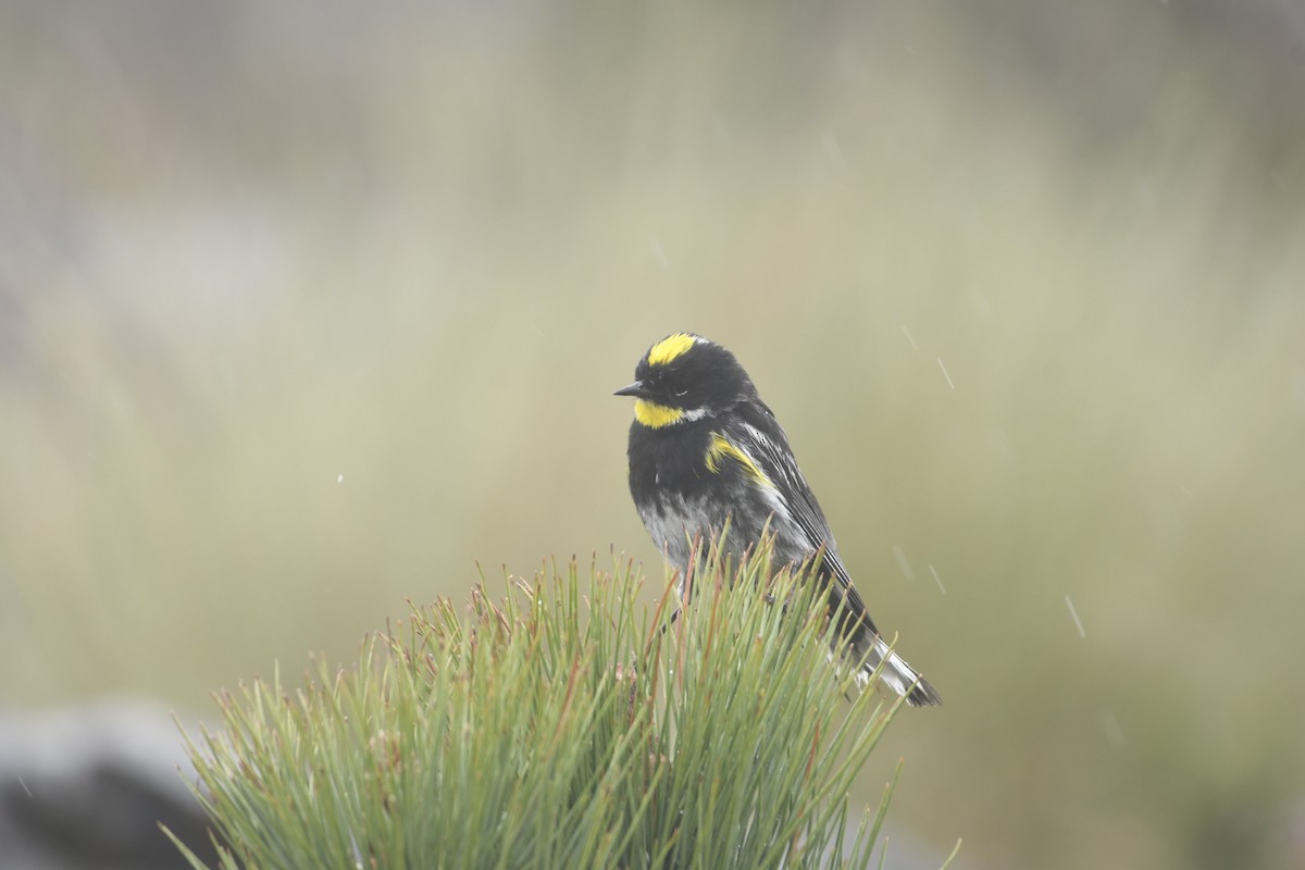 Yellow-rumped Warbler (Goldman's) - ML637800621