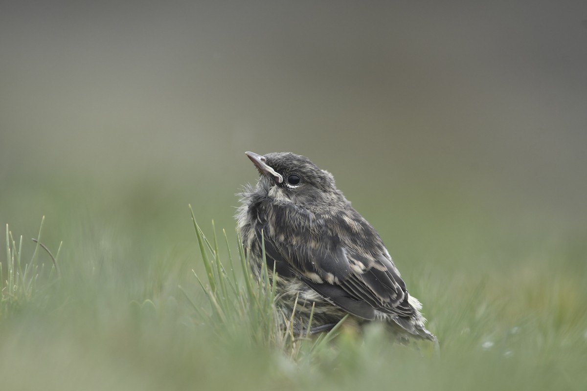 Yellow-rumped Warbler (Goldman's) - ML637800622