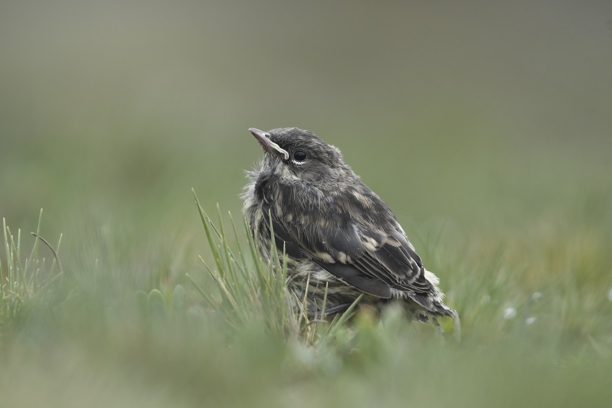 Yellow-rumped Warbler (Goldman's) - ML637800623