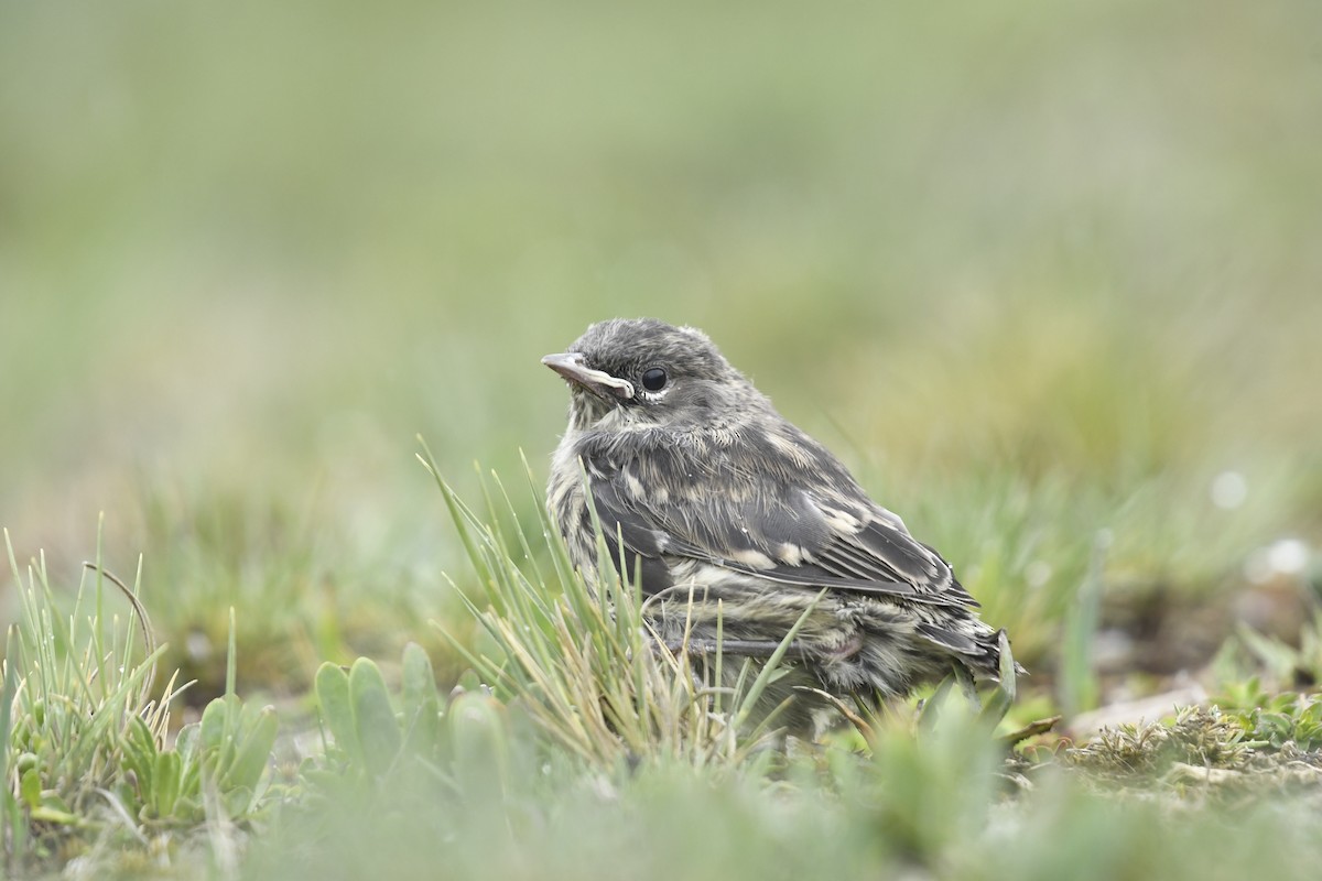 Yellow-rumped Warbler (Goldman's) - ML637800624
