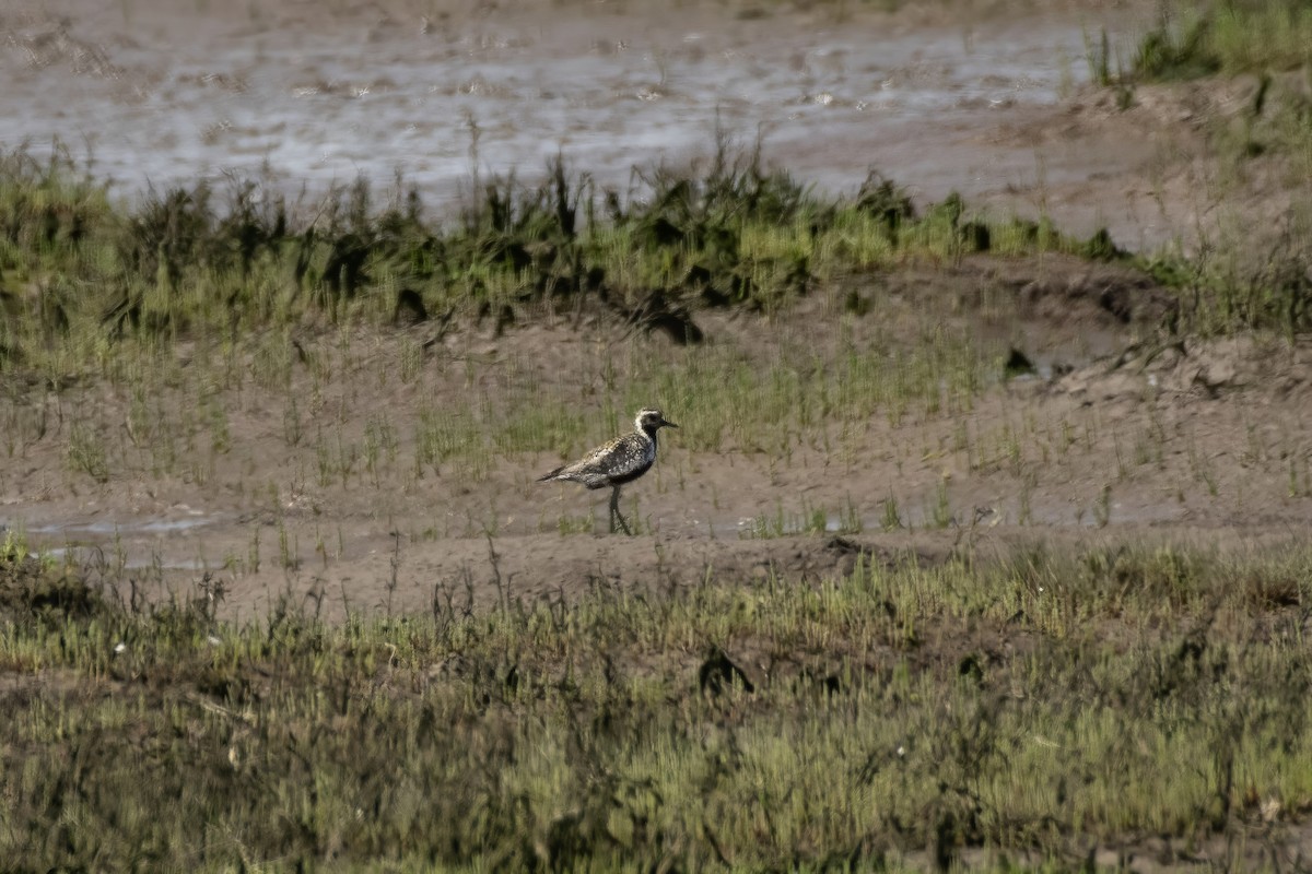 Pacific Golden-Plover - ML637800642