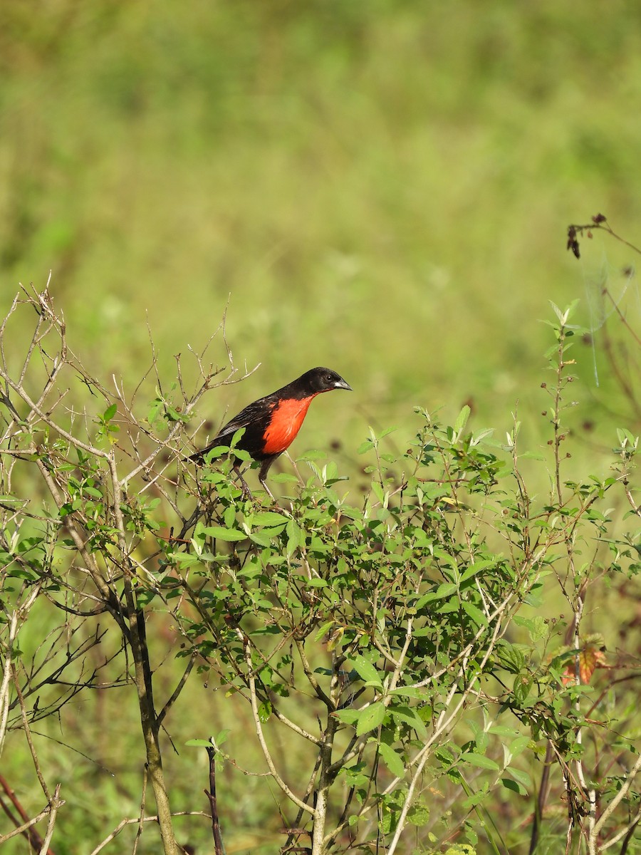 Red-breasted Meadowlark - ML637800770