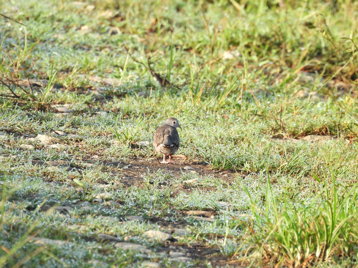Plain-breasted Ground Dove - ML637800793