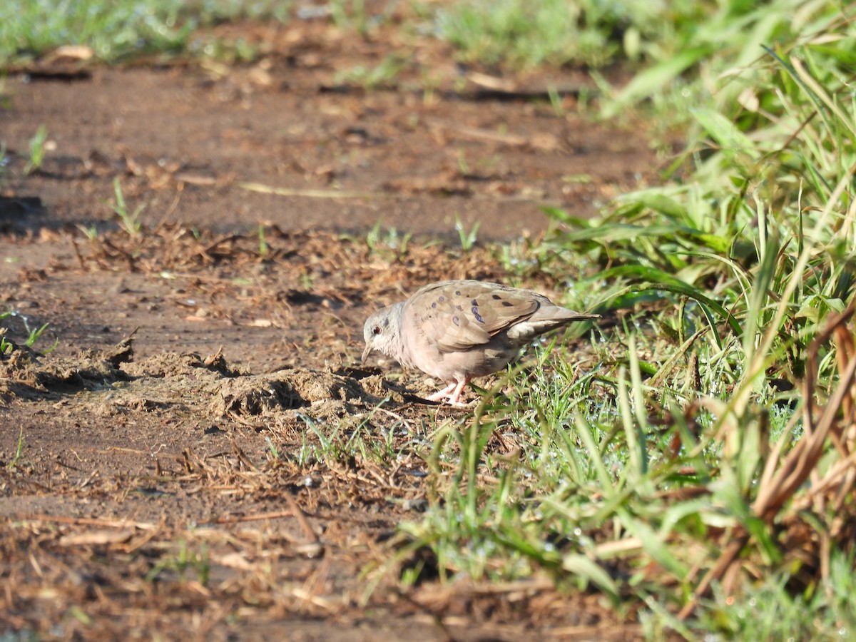 Plain-breasted Ground Dove - ML637800795