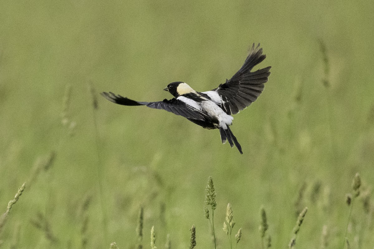Bobolink - ML637800817