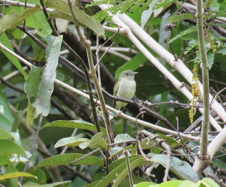 Tiny Tyrant-Manakin - ML637800927