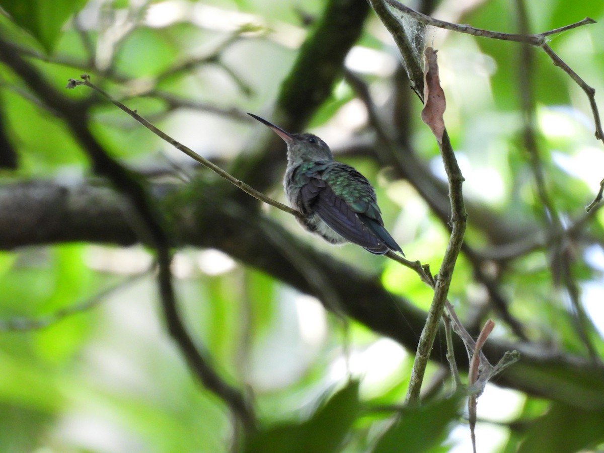 Scaly-breasted Hummingbird - ML637800977