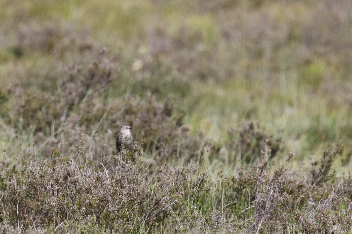 Water Pipit - ML637800987