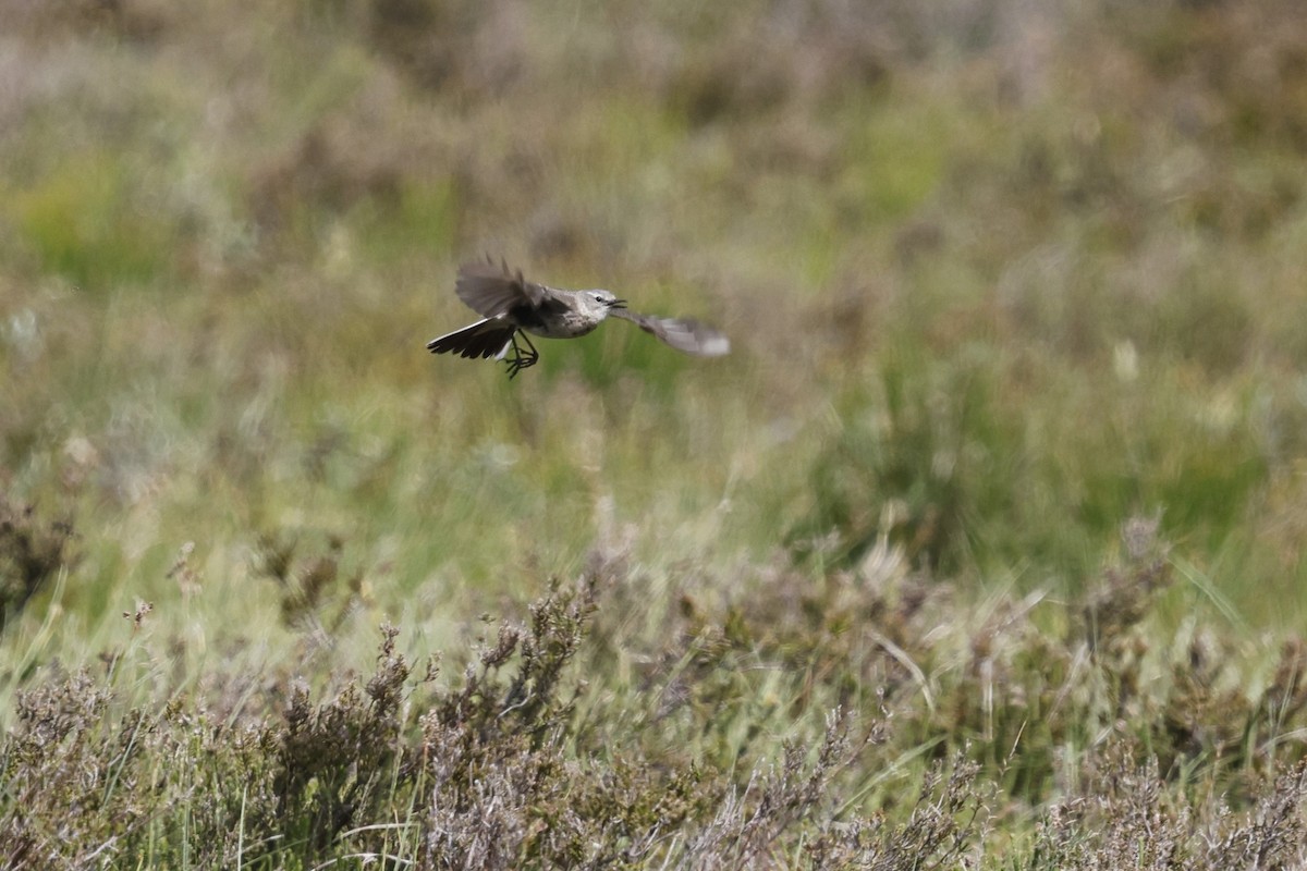 Water Pipit - ML637800996