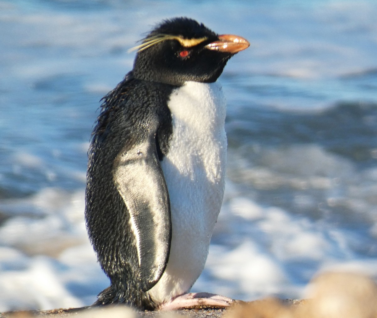 Western Rockhopper Penguin - ML637801042
