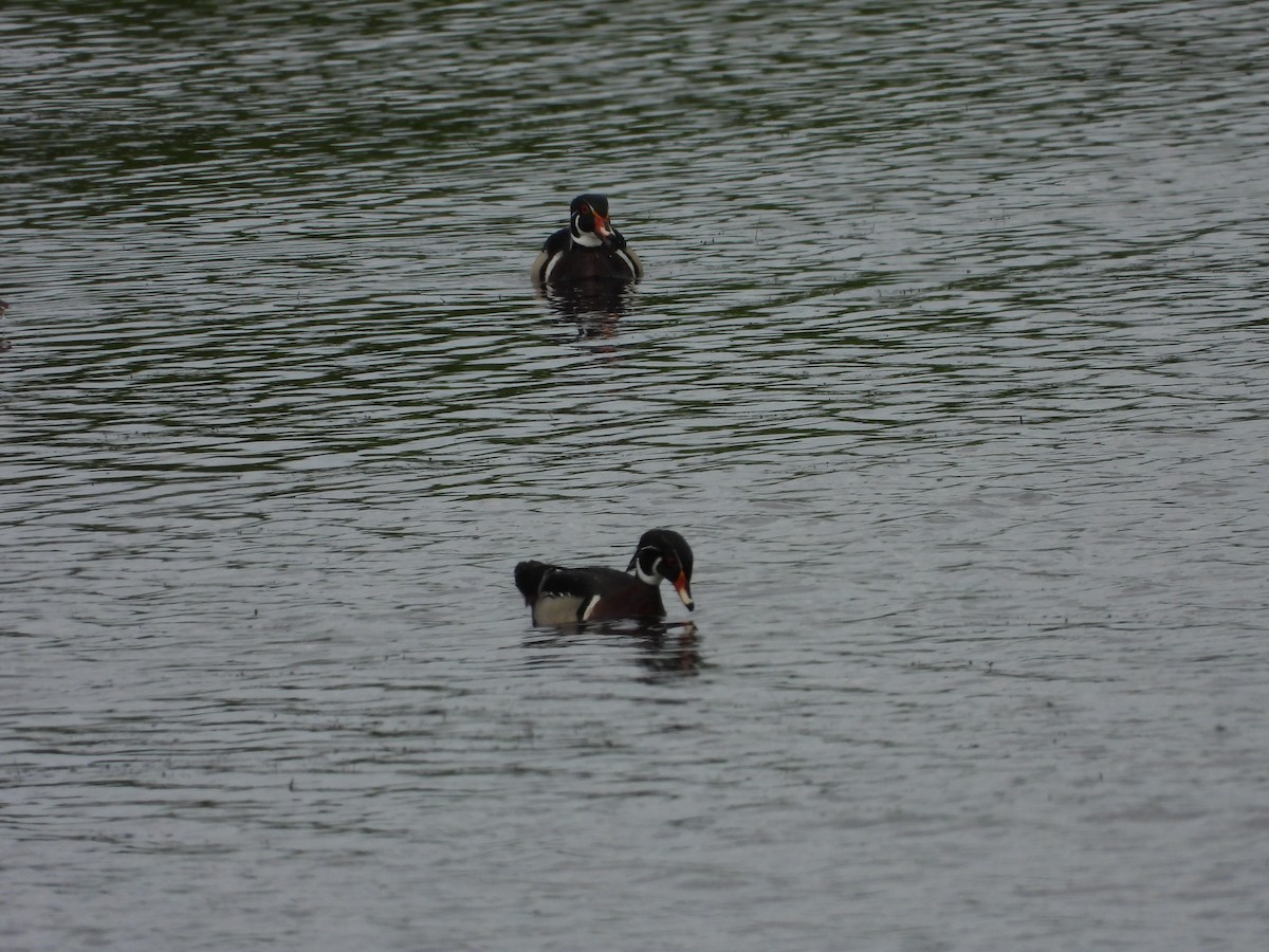 Wood Duck - ML637801137