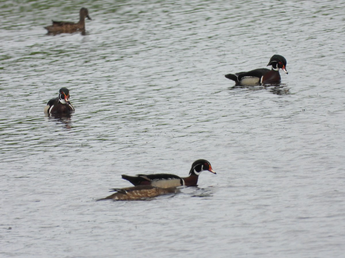 Wood Duck - ML637801138