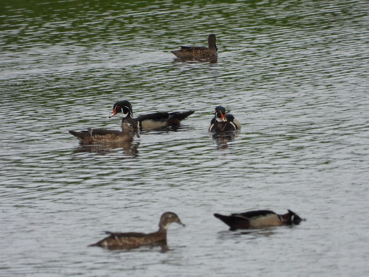 Wood Duck - ML637801140