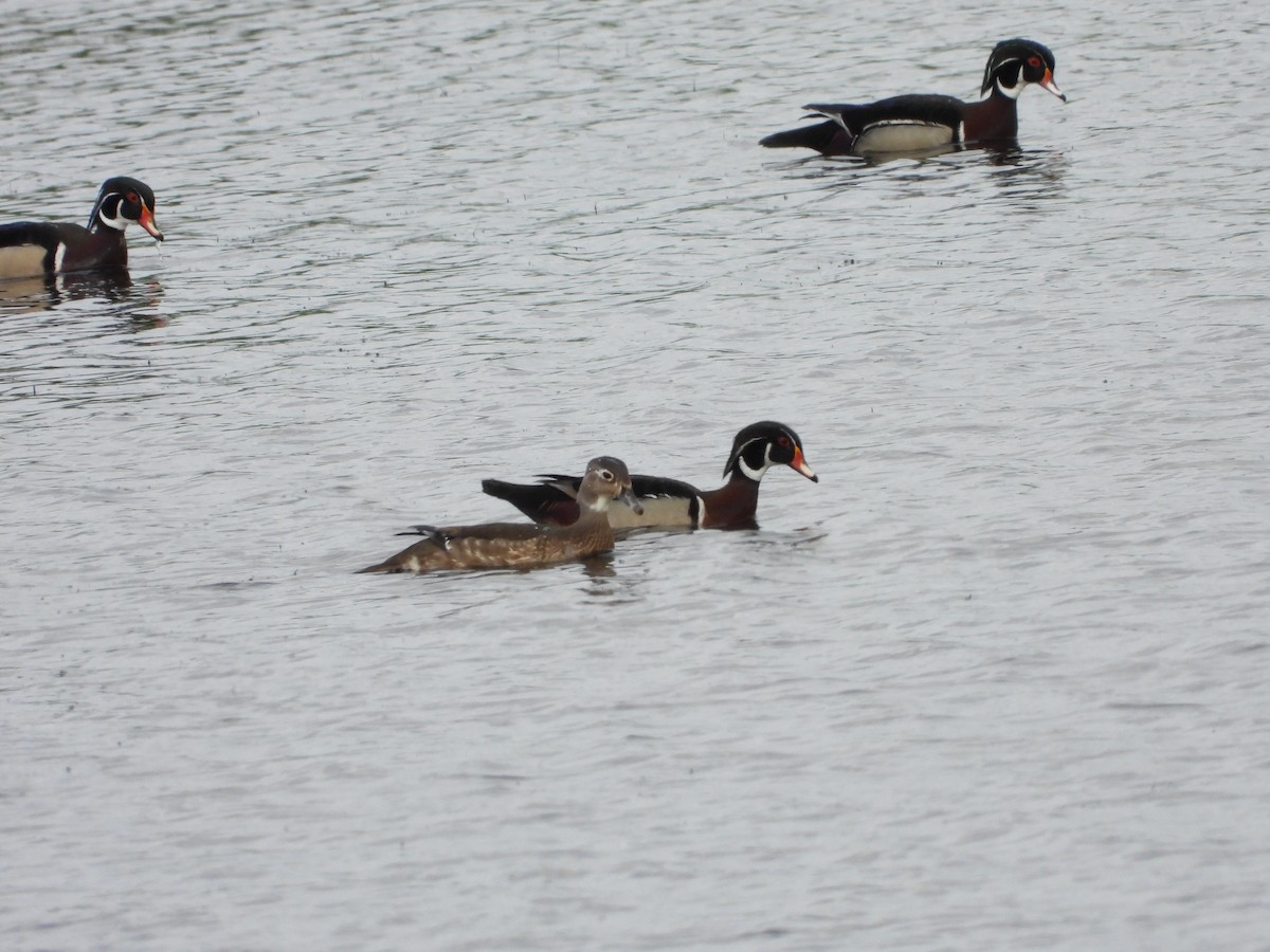 Wood Duck - ML637801141