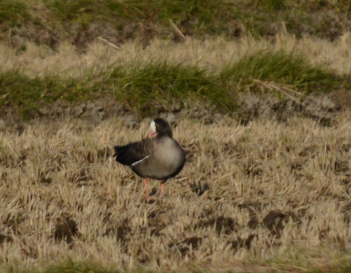 Lesser White-fronted Goose - ML637801142