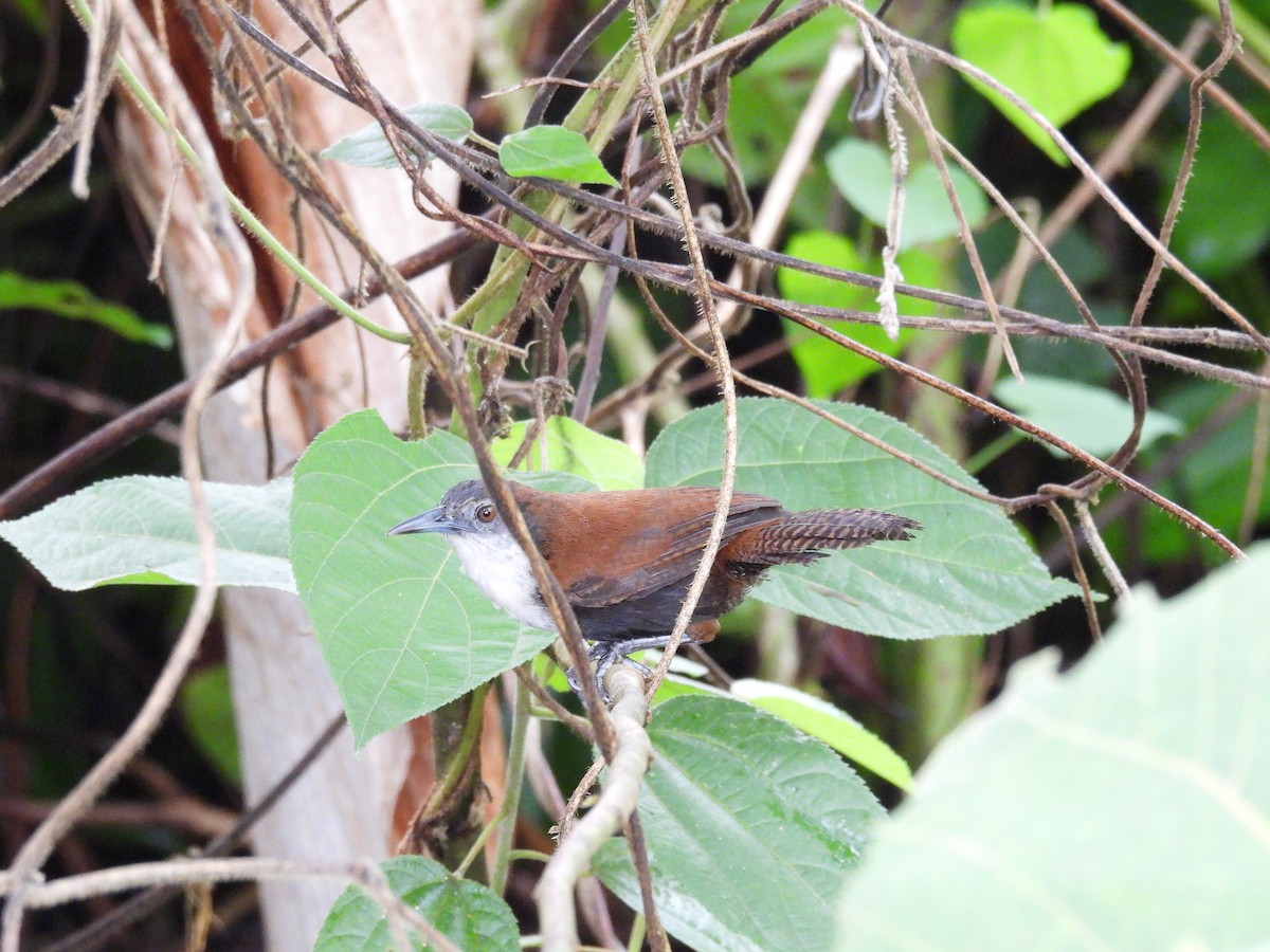 Black-bellied Wren - ML637801143