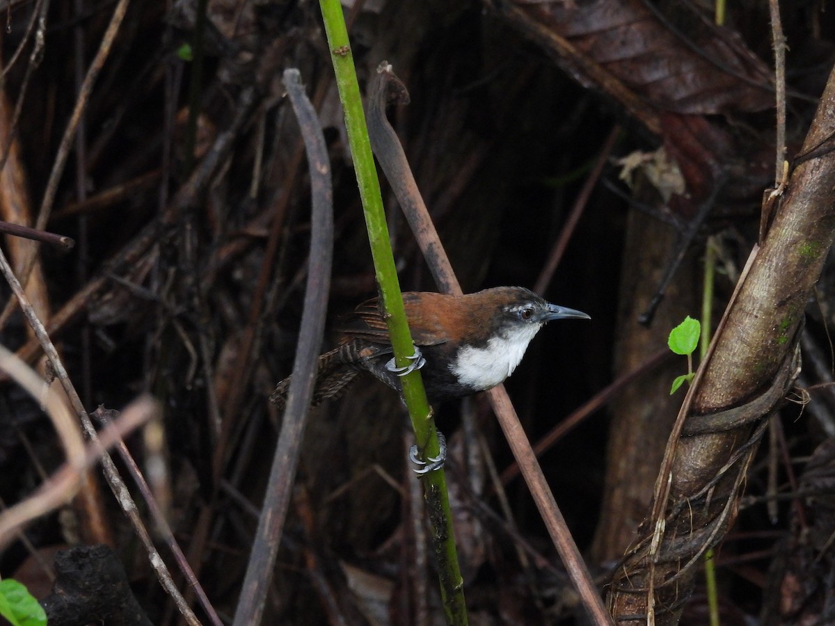 Black-bellied Wren - ML637801144