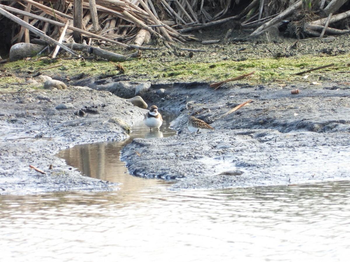 Semipalmated Plover - ML637801150
