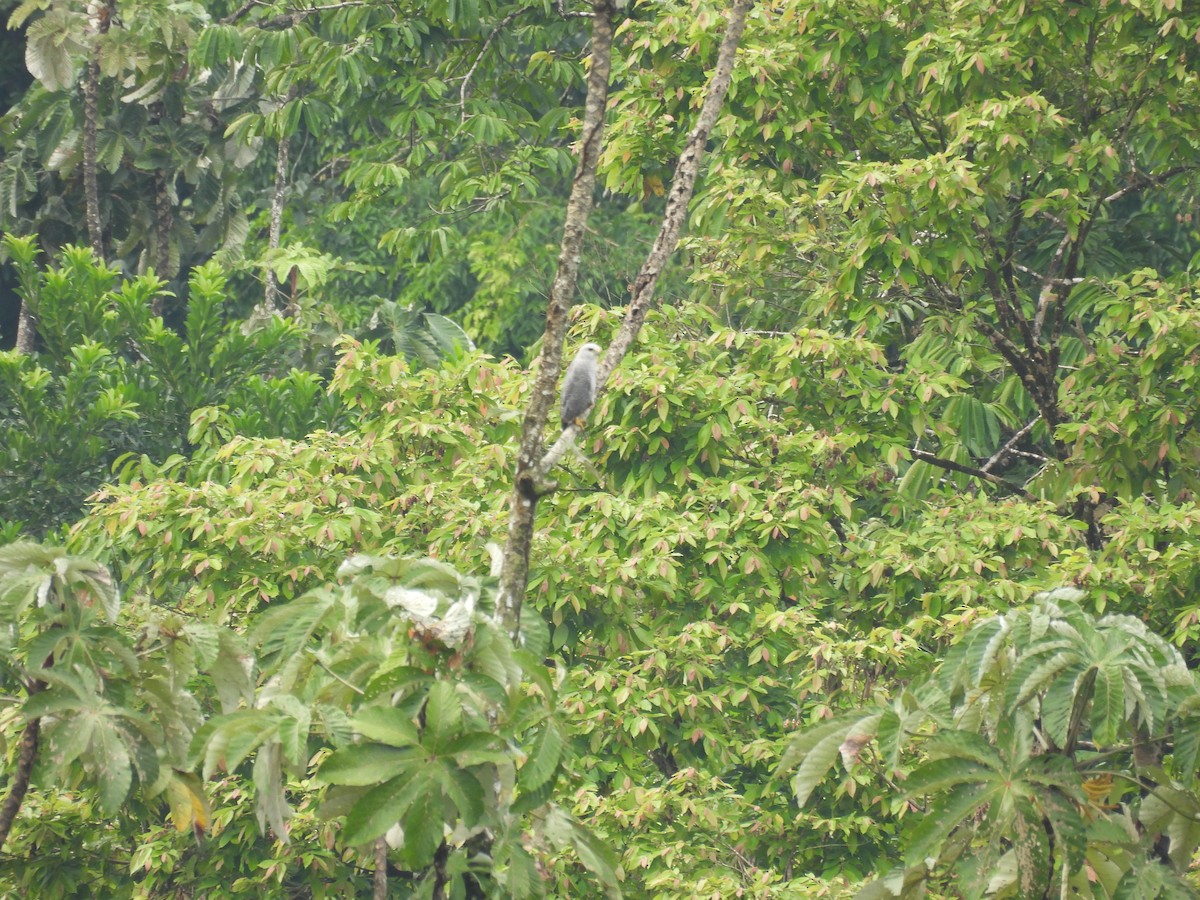 Gray-lined Hawk - ML637801151